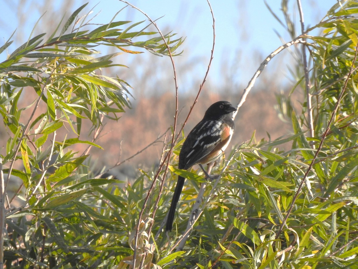 Spotted Towhee - ML624963523