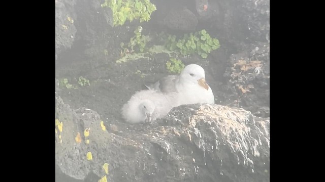 Northern Fulmar (Pacific) - ML624963690