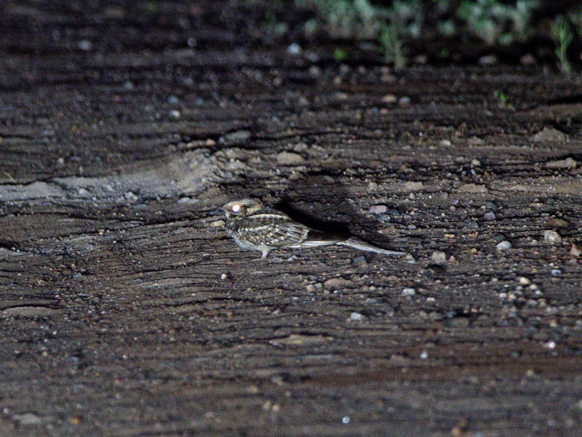 Scissor-tailed Nightjar - ML624963819