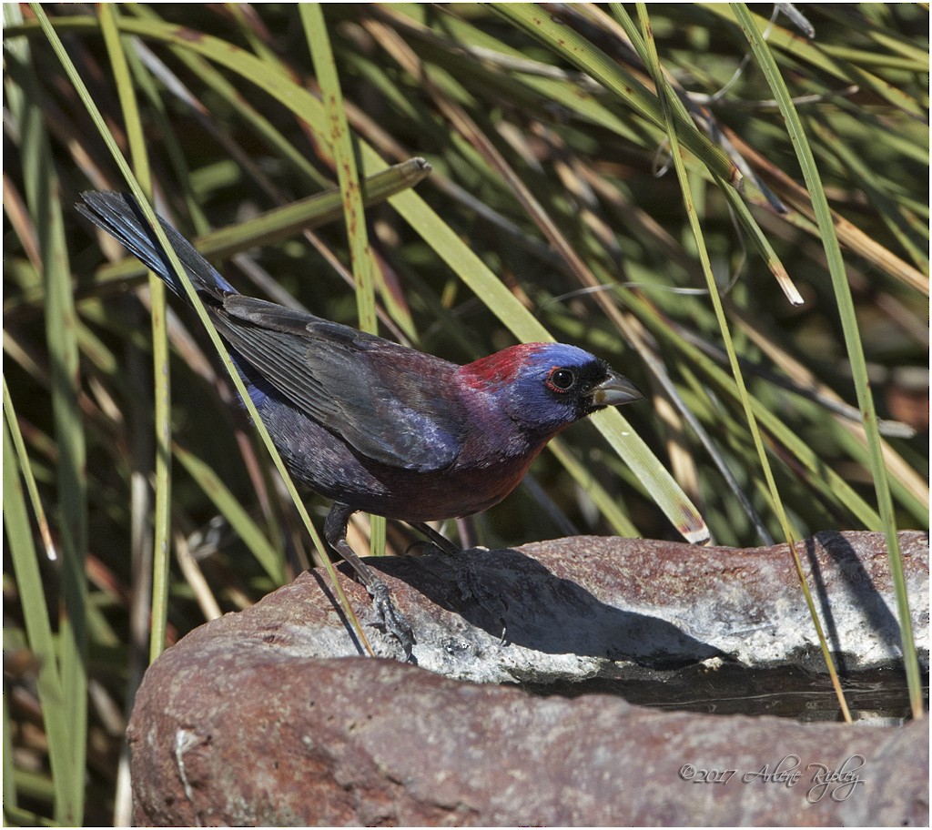 Varied Bunting - ML62496391