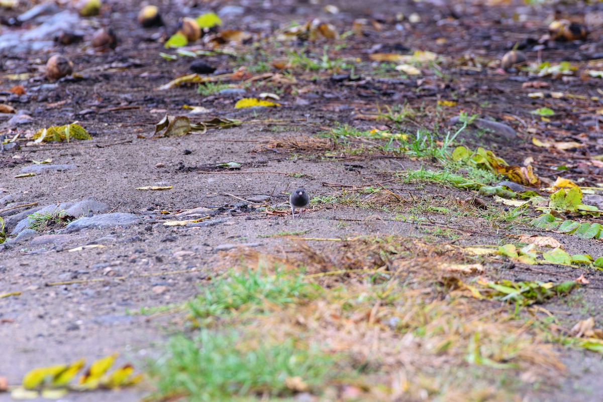 Dark-eyed Junco - ML624963936