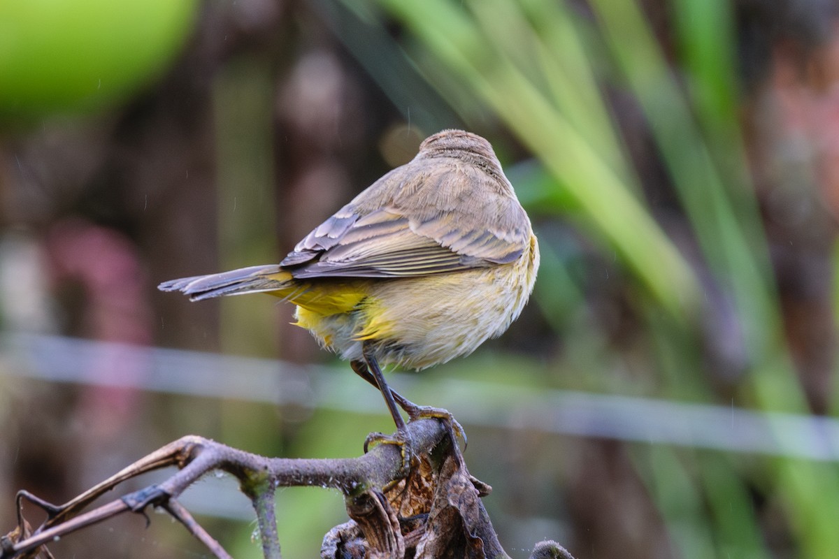 Palm Warbler (Western) - ML624963983