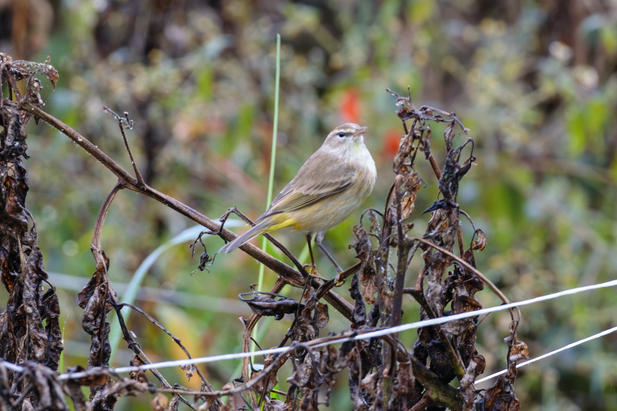 Palm Warbler (Western) - ML624963985