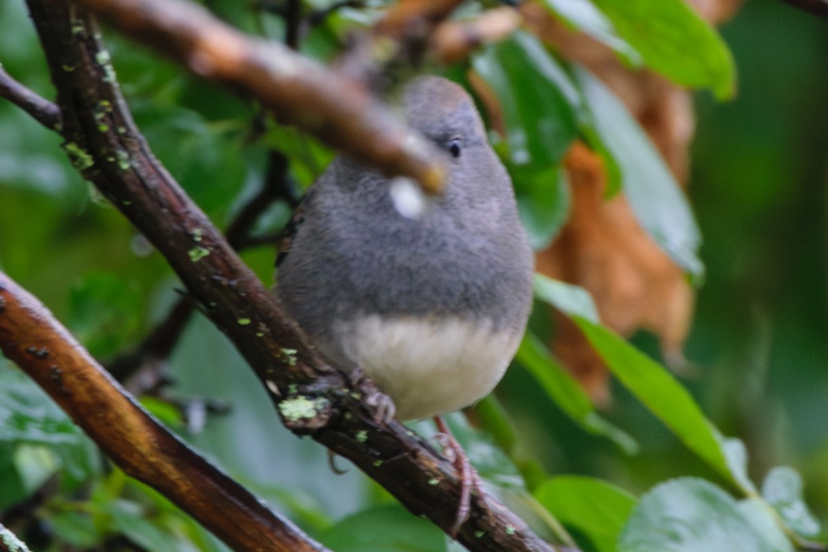 Dark-eyed Junco - ML624964021