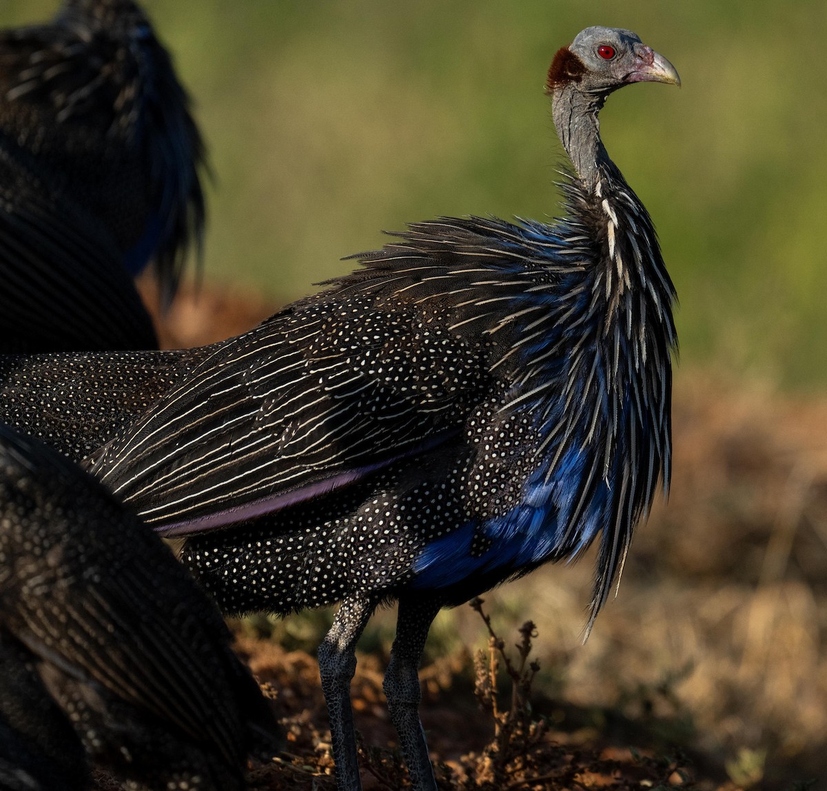 Vulturine Guineafowl - ML624964037