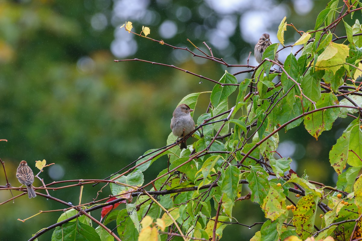 White-crowned Sparrow - ML624964042