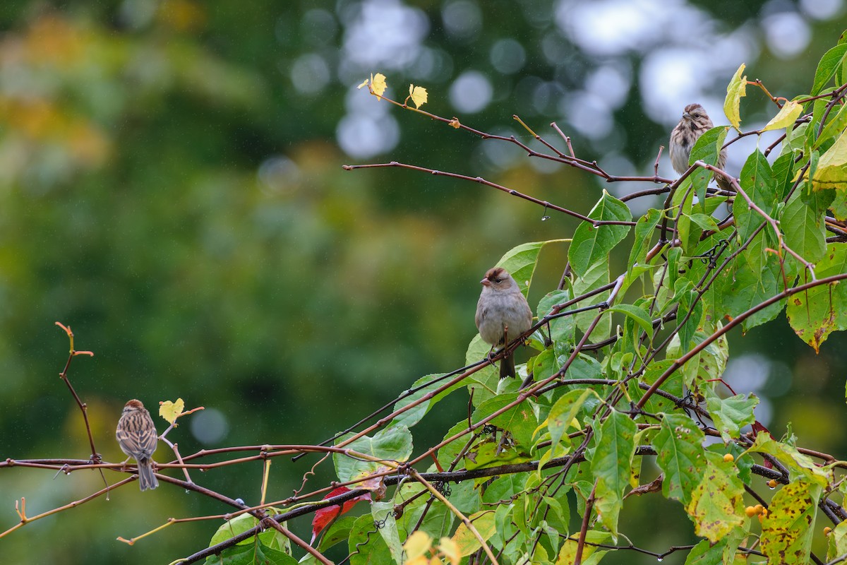 White-crowned Sparrow - ML624964048