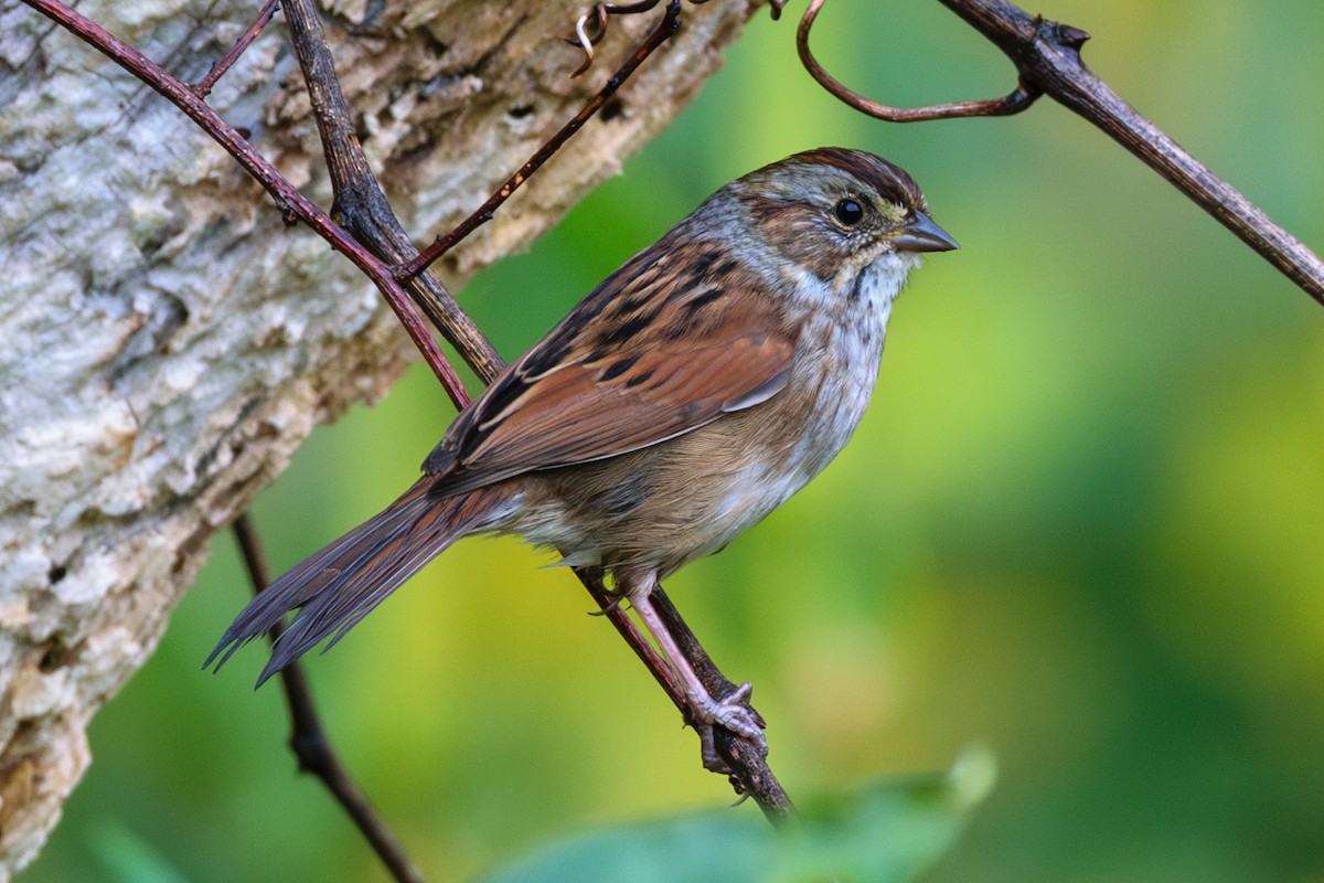 Swamp Sparrow - ML624964061