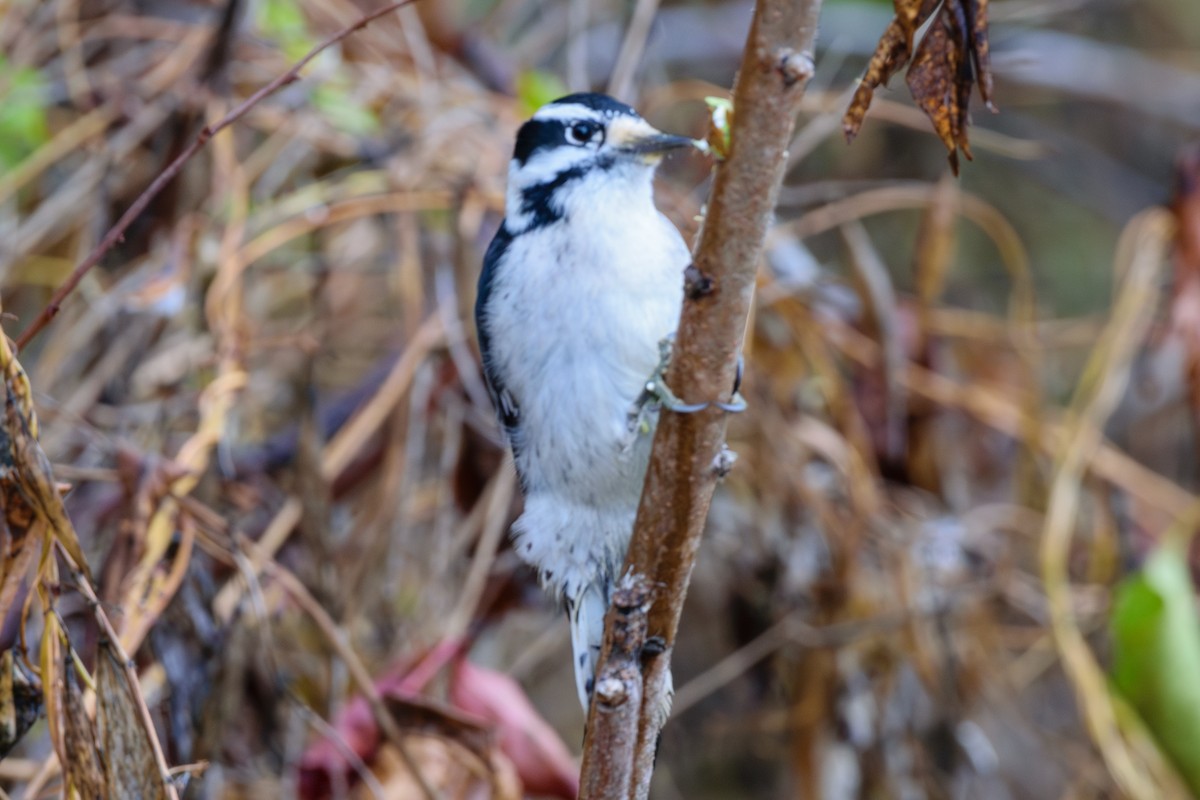 Downy Woodpecker - ML624964088