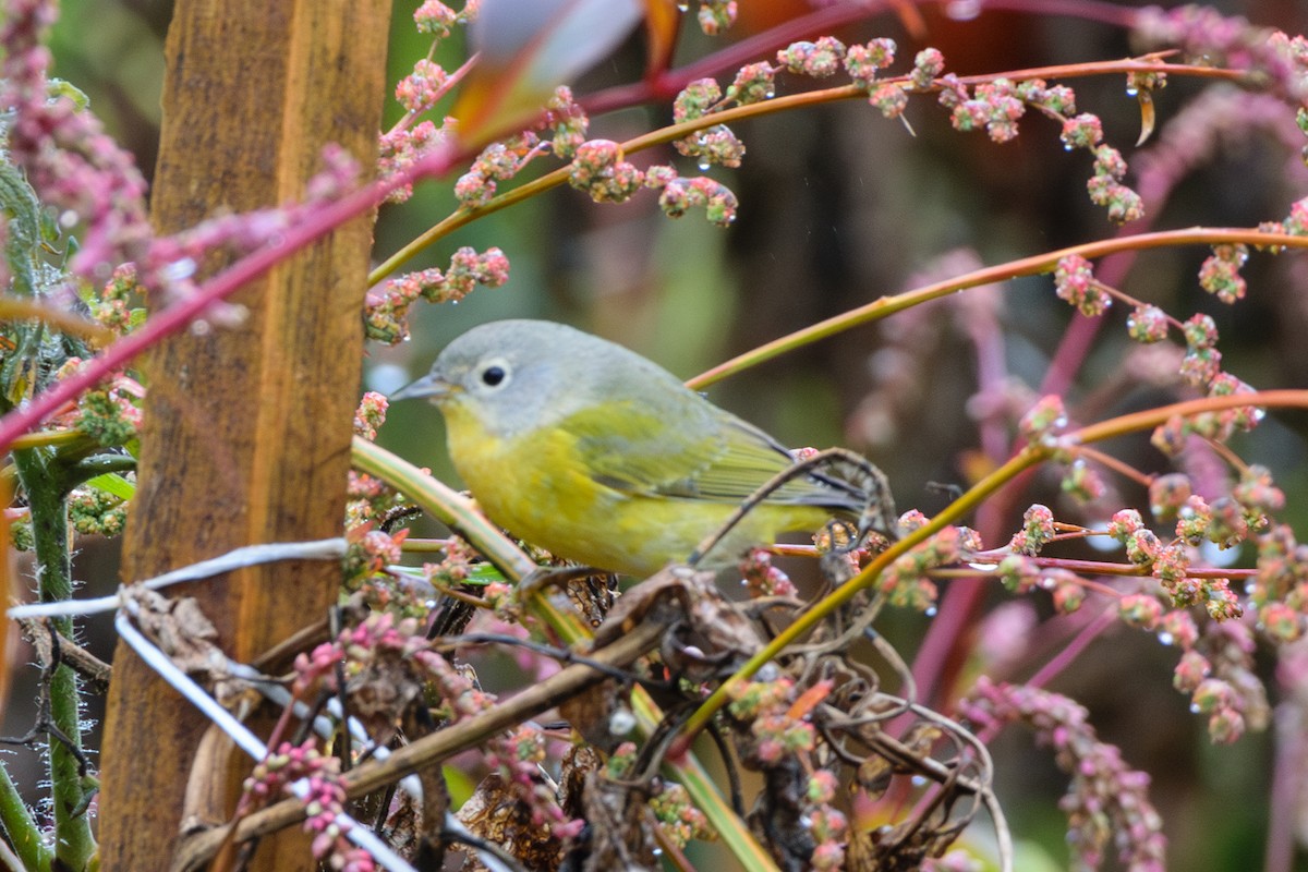 Nashville Warbler - ML624964111
