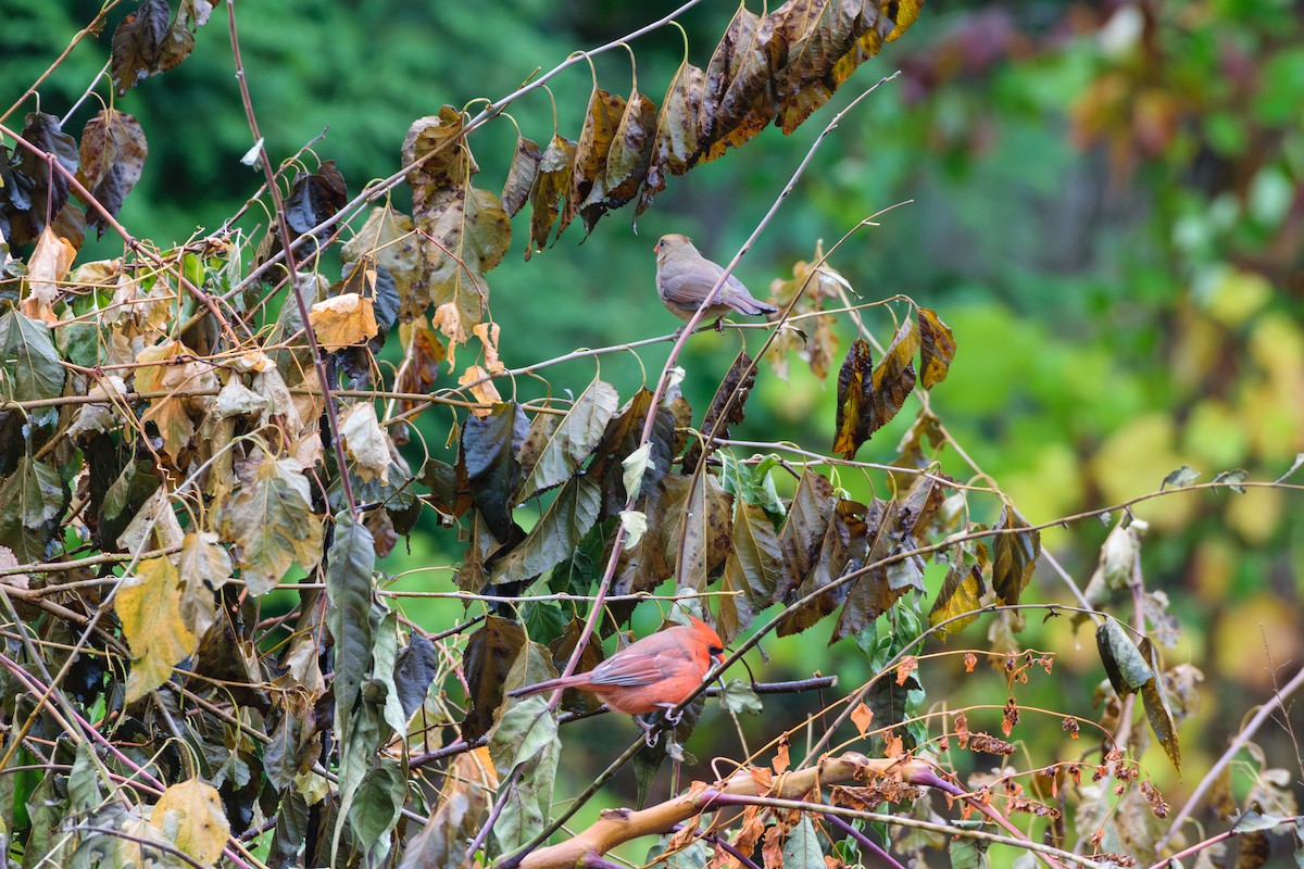 Northern Cardinal - ML624964122