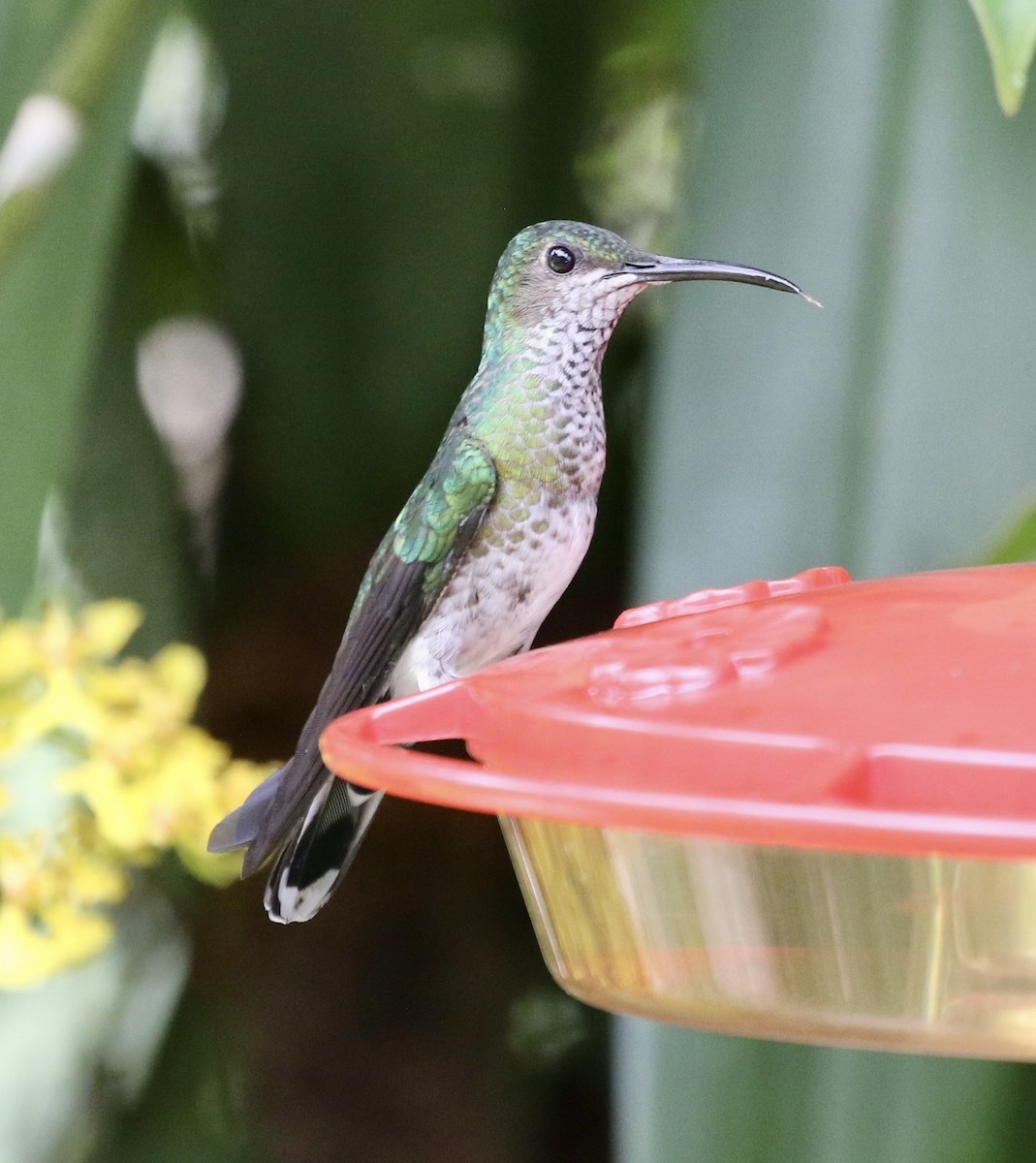 Many-spotted Hummingbird - ML624964234