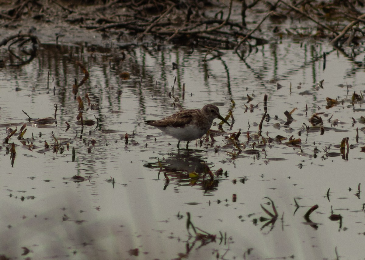 Least Sandpiper - ML624964413
