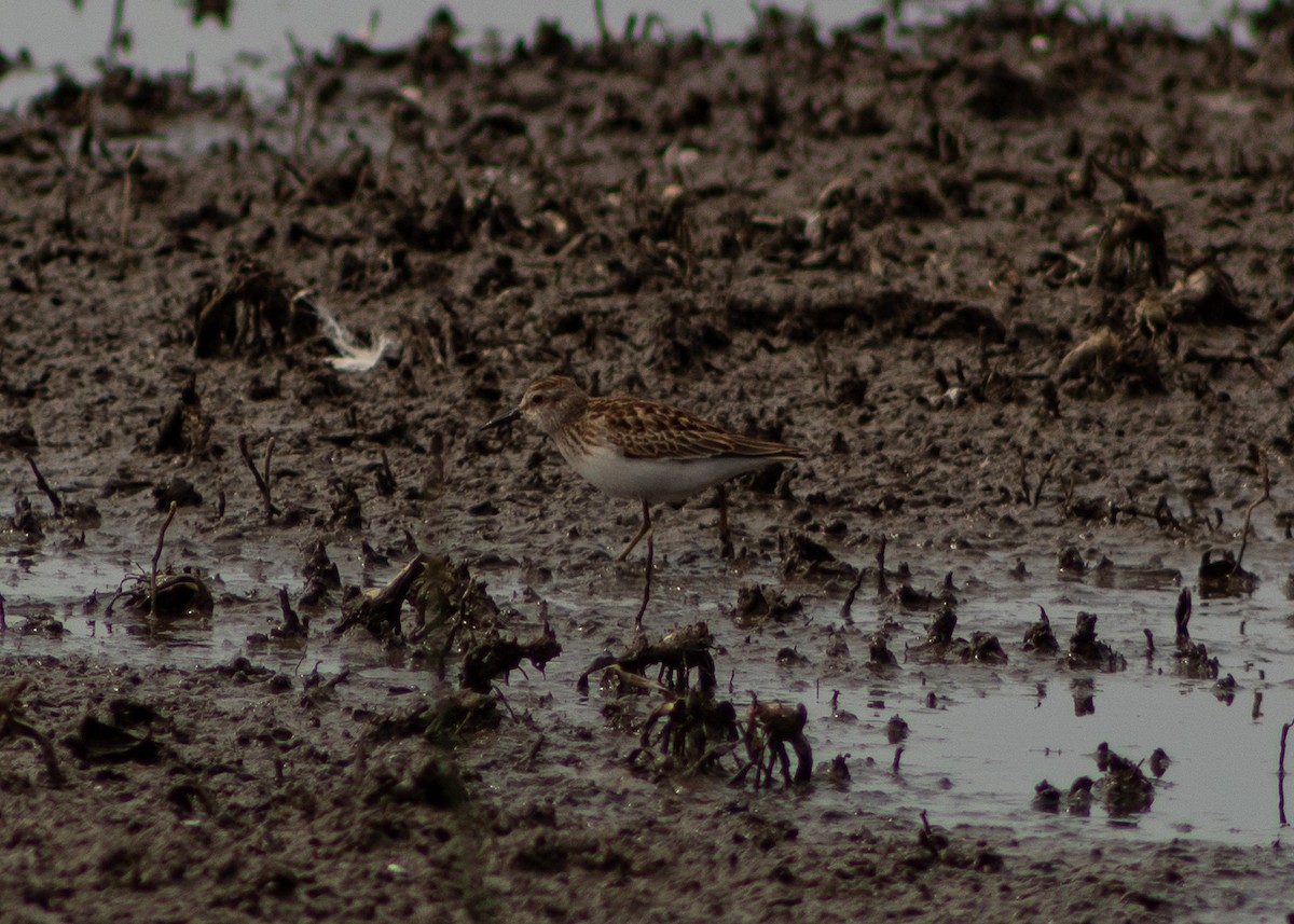 Least Sandpiper - ML624964415
