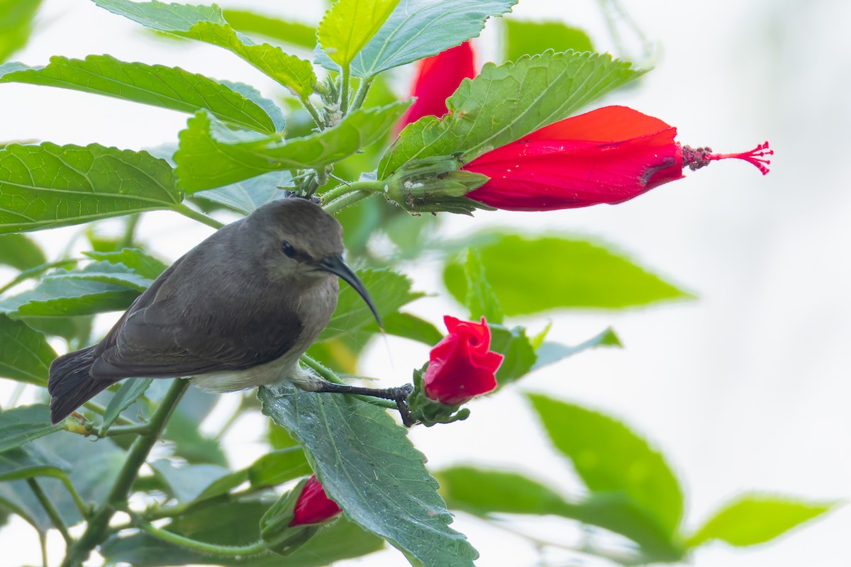 Forest Double-collared Sunbird - ML624964438