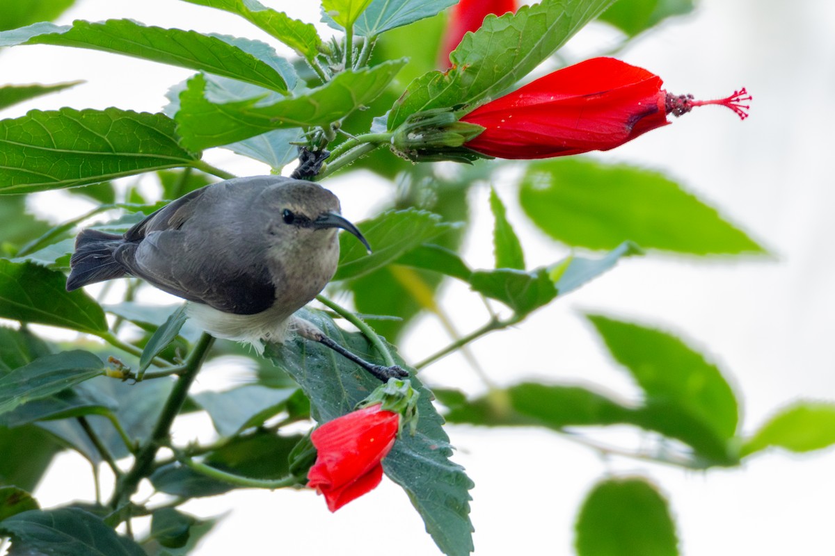 Forest Double-collared Sunbird - ML624964439