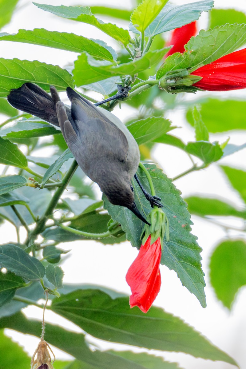 Forest Double-collared Sunbird - ML624964440