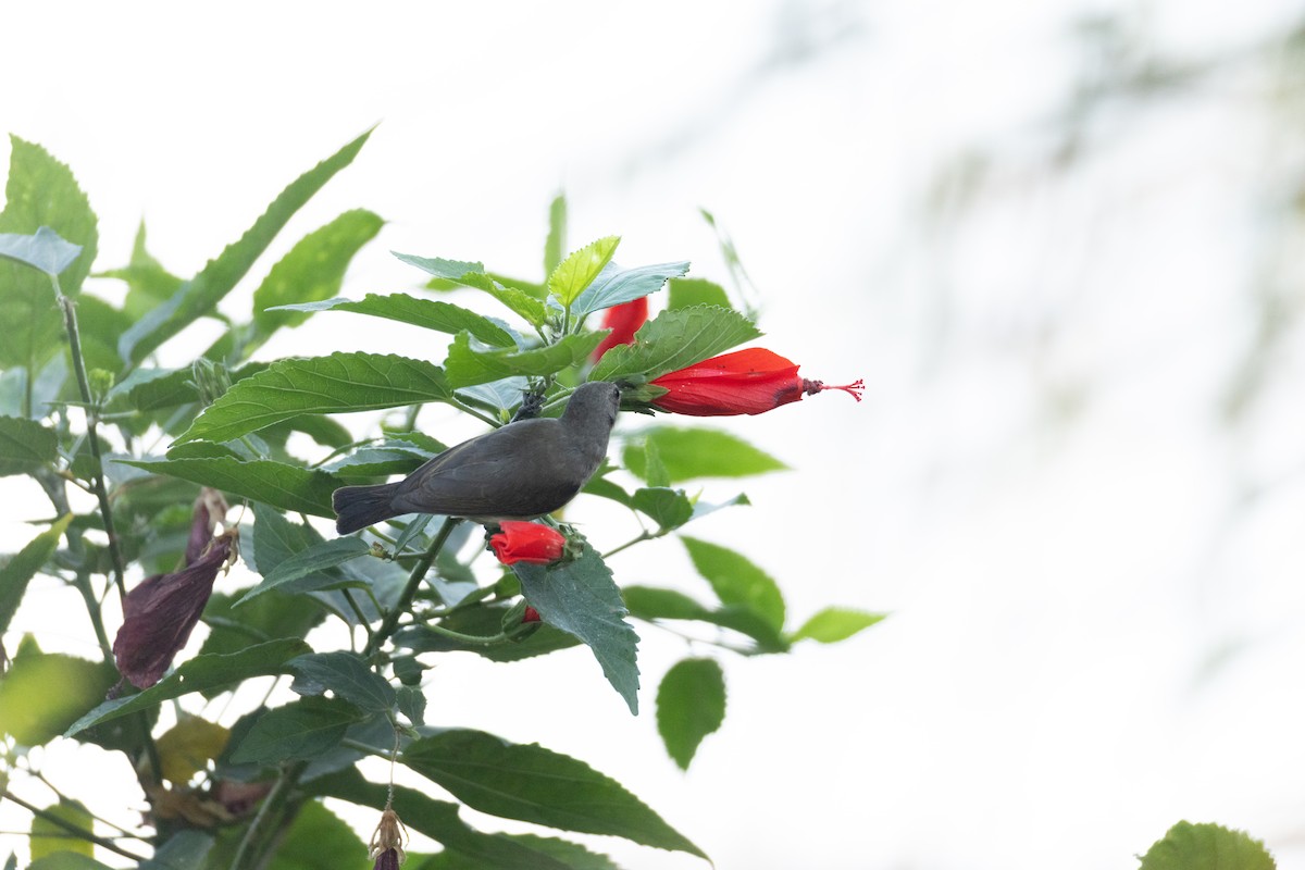 Forest Double-collared Sunbird - ML624964441