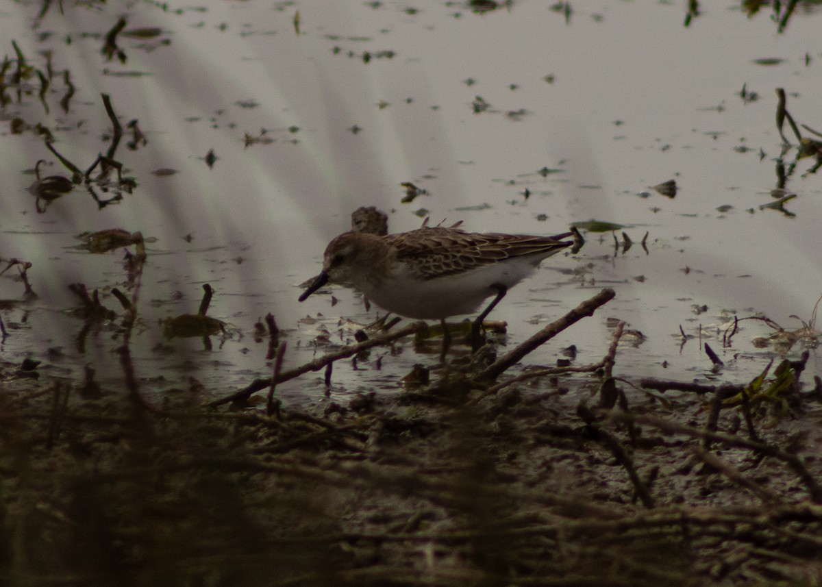 Semipalmated Sandpiper - ML624964446