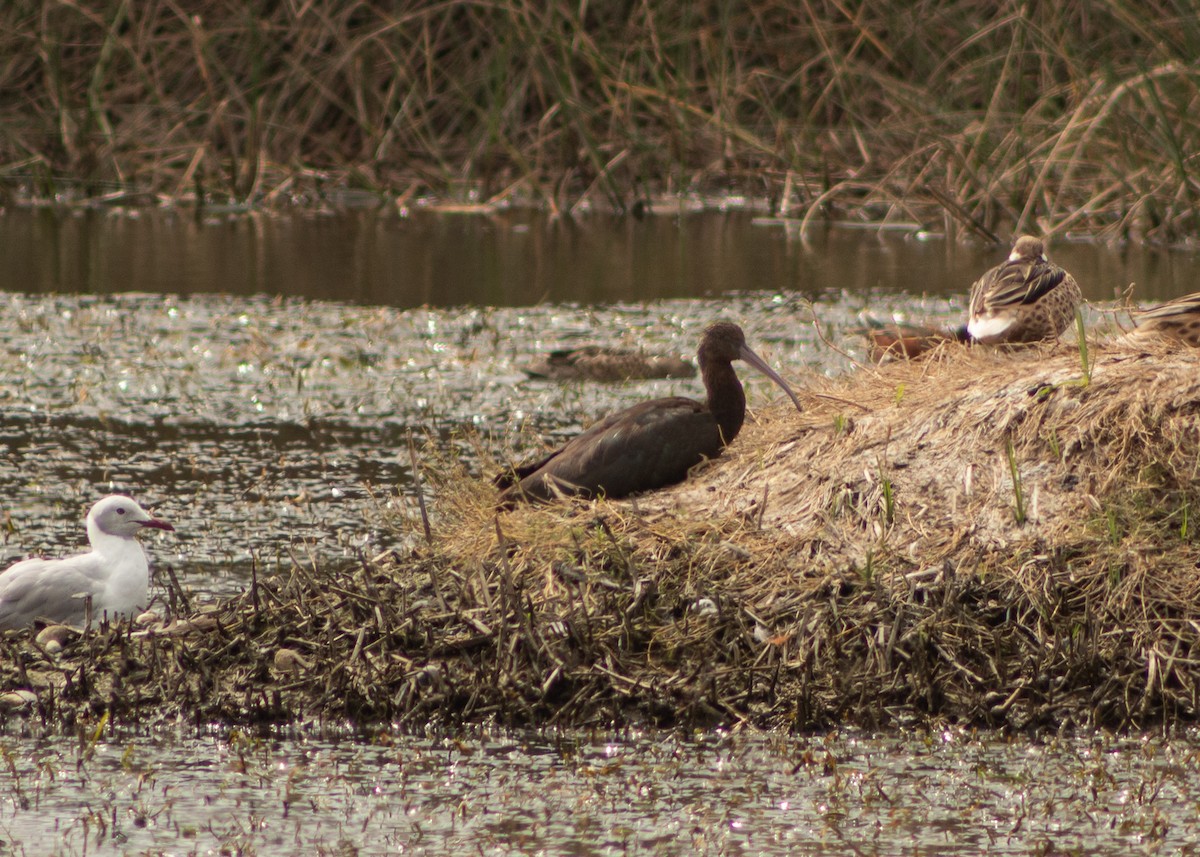 Puna Ibis - ML624964473