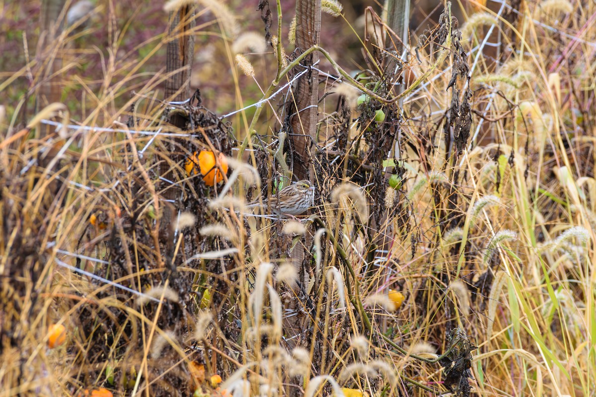 Savannah Sparrow - ML624964564