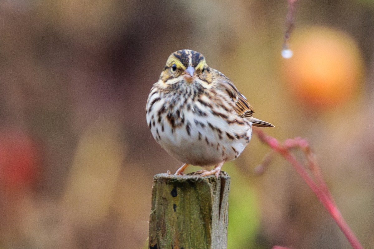 Savannah Sparrow - ML624964569