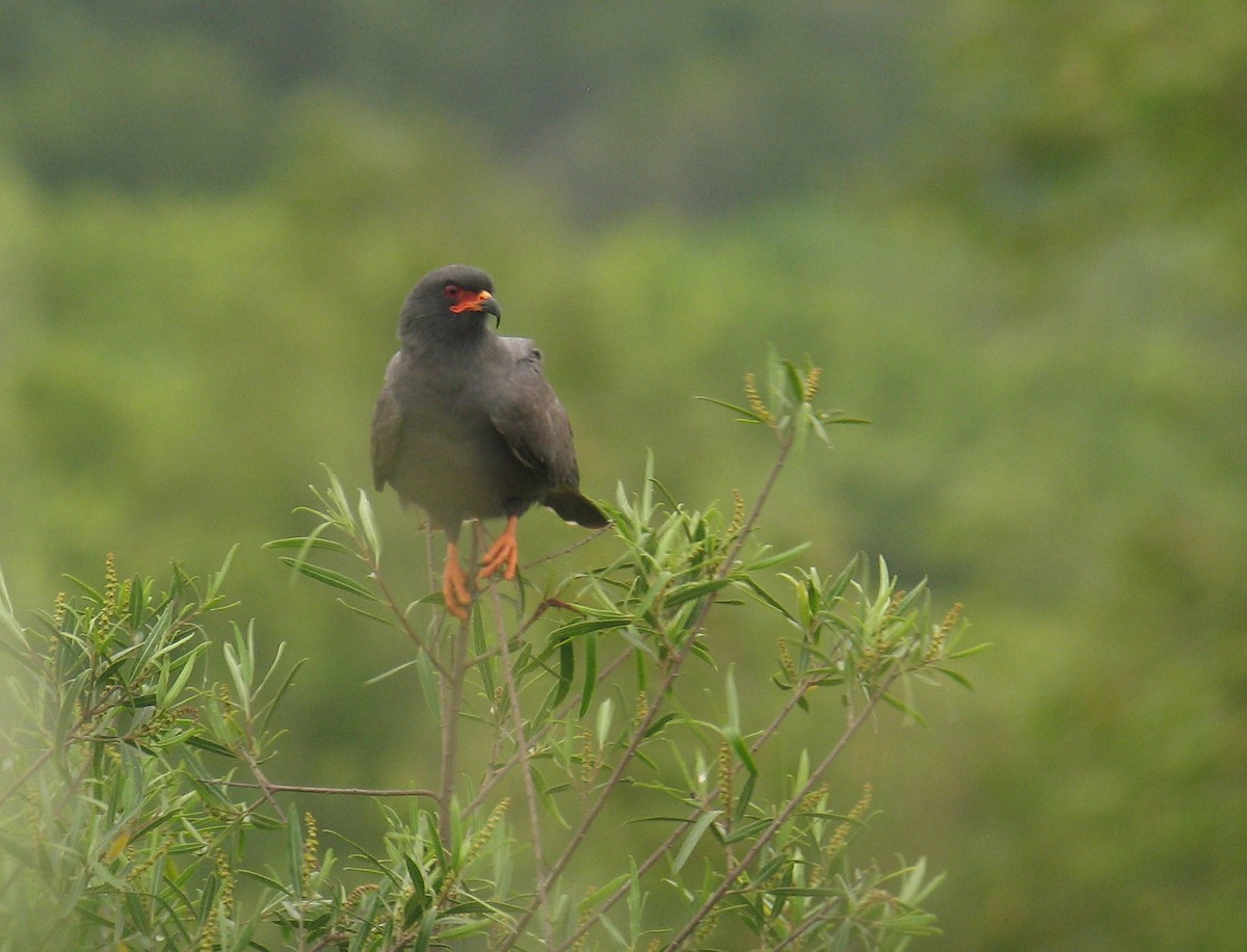 Snail Kite - ML624964596