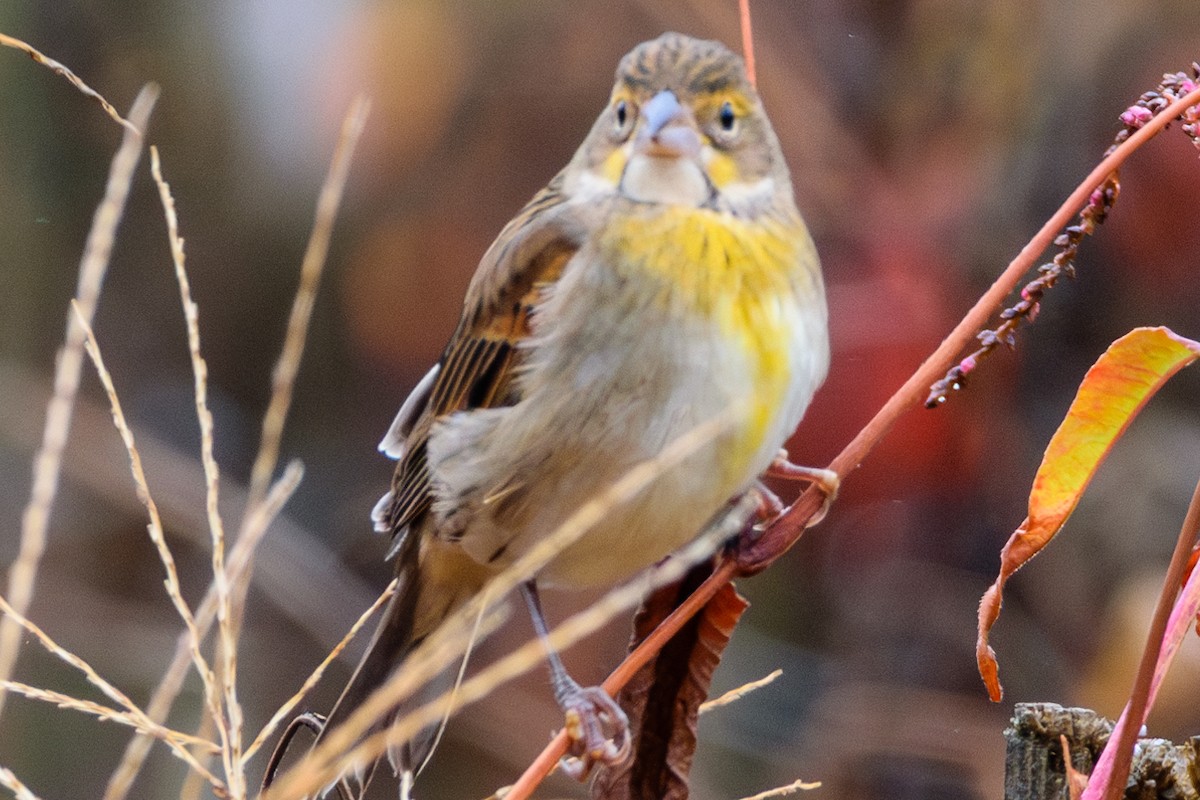 Dickcissel - ML624964602