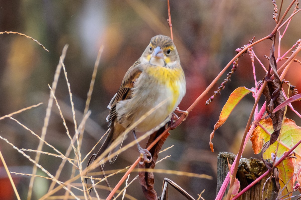 Dickcissel - ML624964603