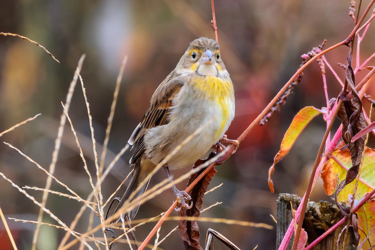 Dickcissel - ML624964604
