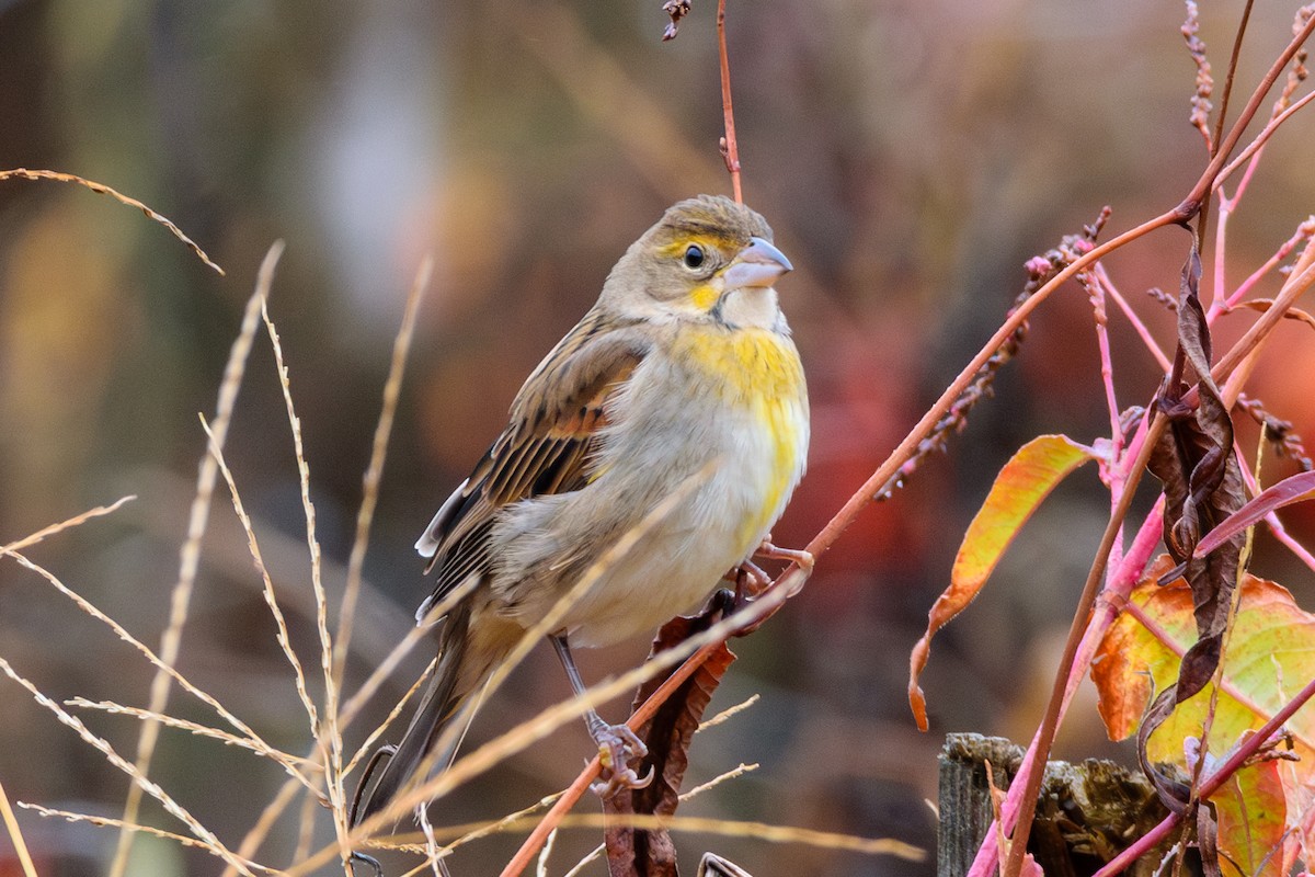 Dickcissel - ML624964605