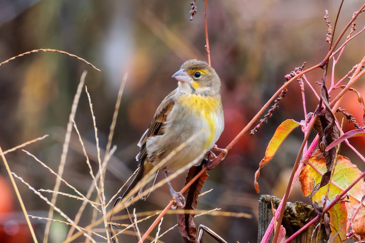 Dickcissel - ML624964606