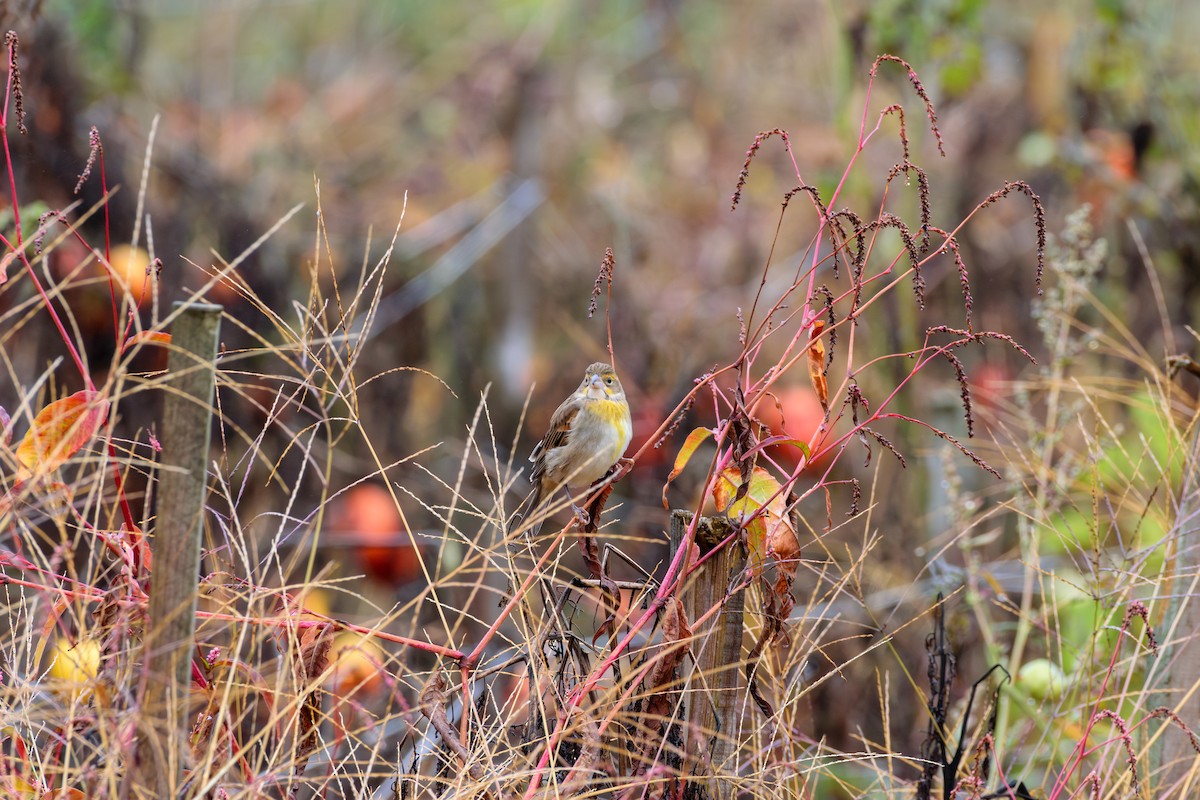 Dickcissel - ML624964610