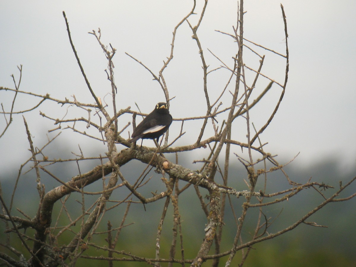 Spectacled Tyrant - ML624964639