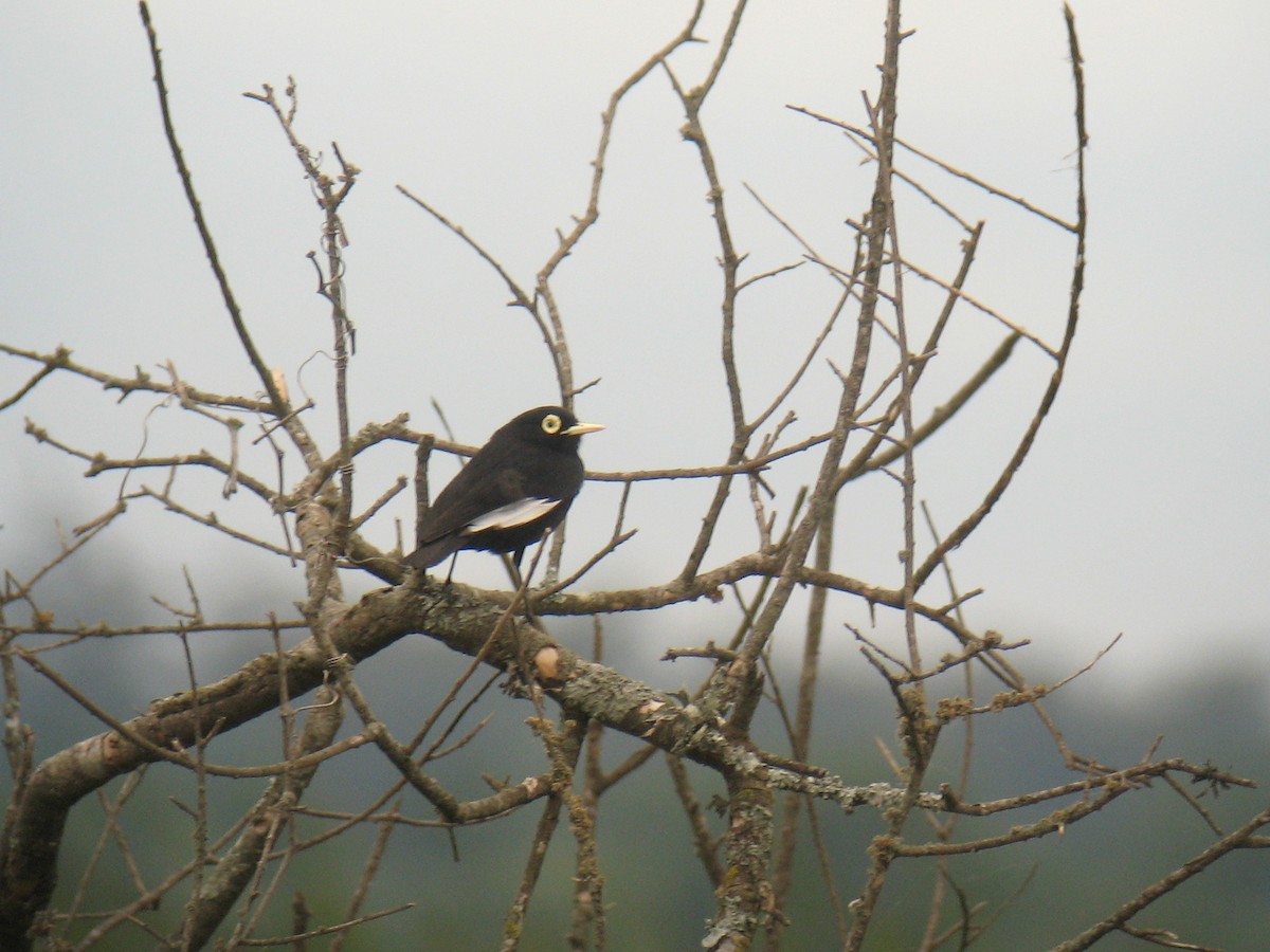 Spectacled Tyrant - ML624964640