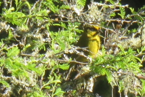 Yellow-striped Brushfinch - ML624964672