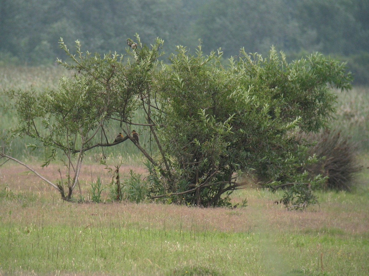 Campo Flicker (Field) - ML624964706