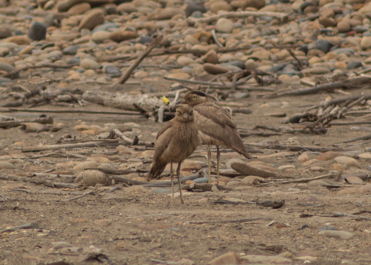 Peruvian Thick-knee - ML624964707