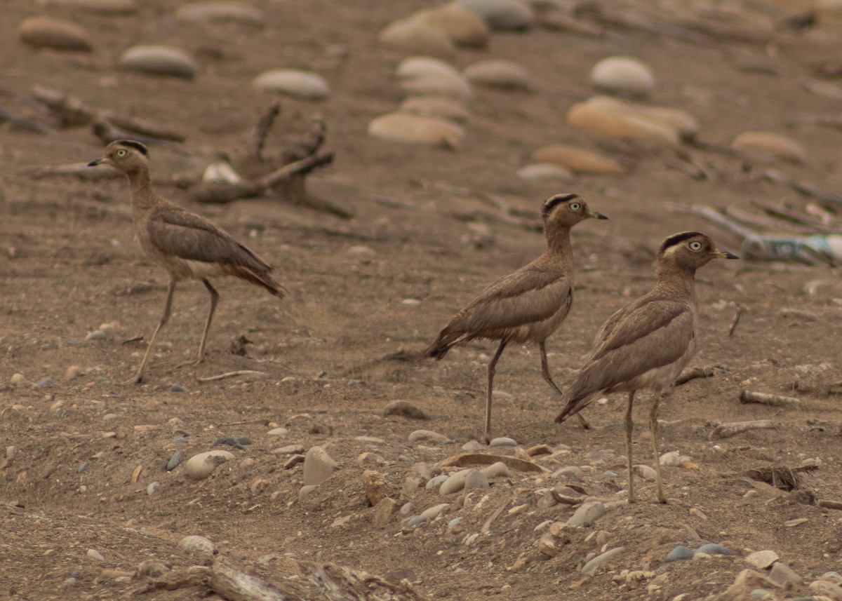 Peruvian Thick-knee - ML624964708