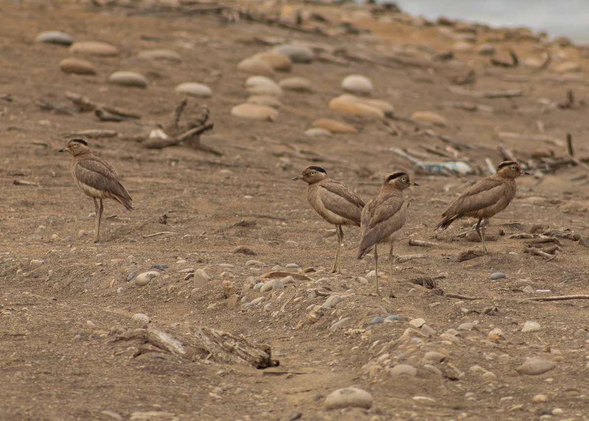 Peruvian Thick-knee - ML624964710