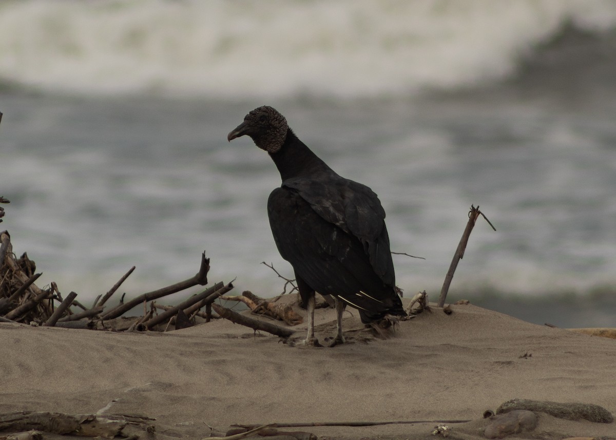 Black Vulture - ML624964862