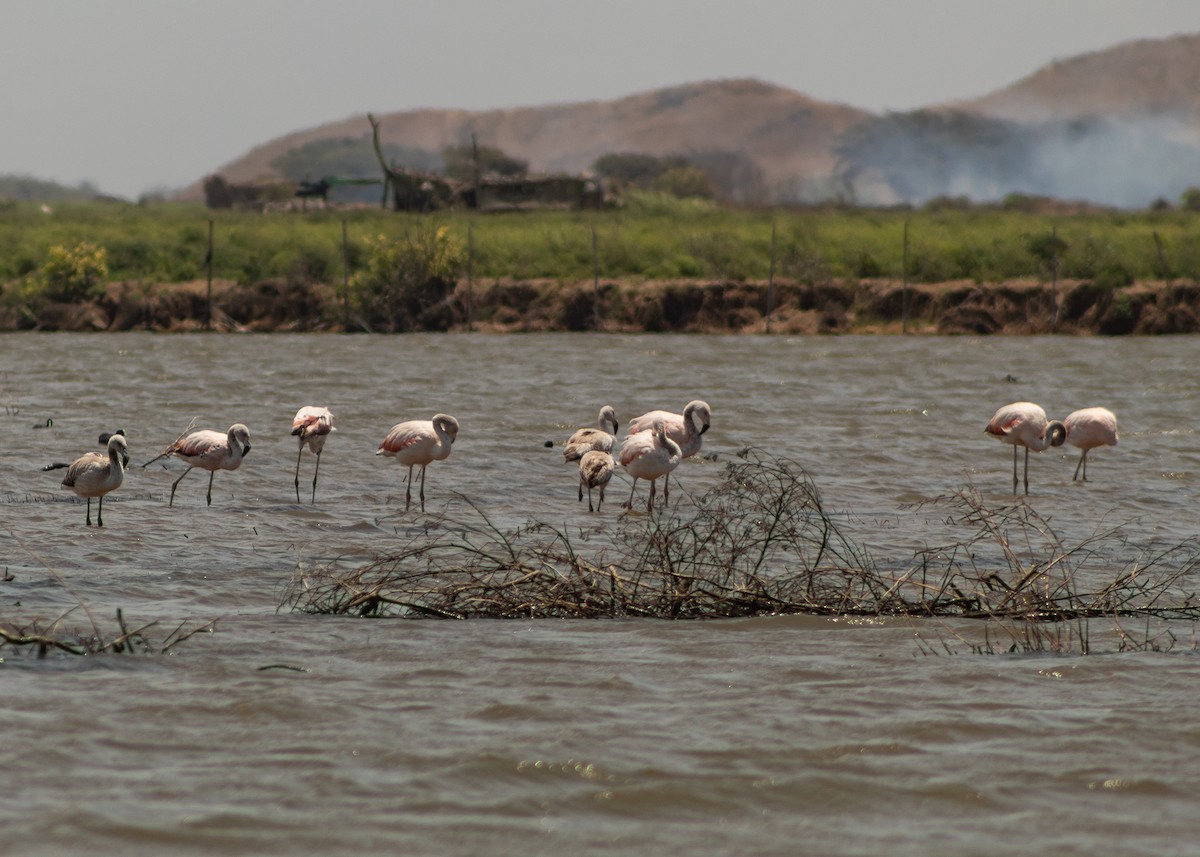 Chilean Flamingo - ML624964998