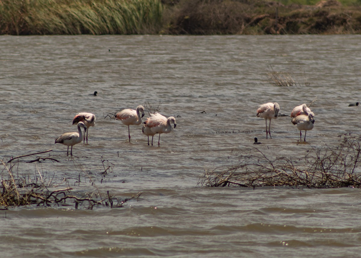 Chilean Flamingo - ML624964999