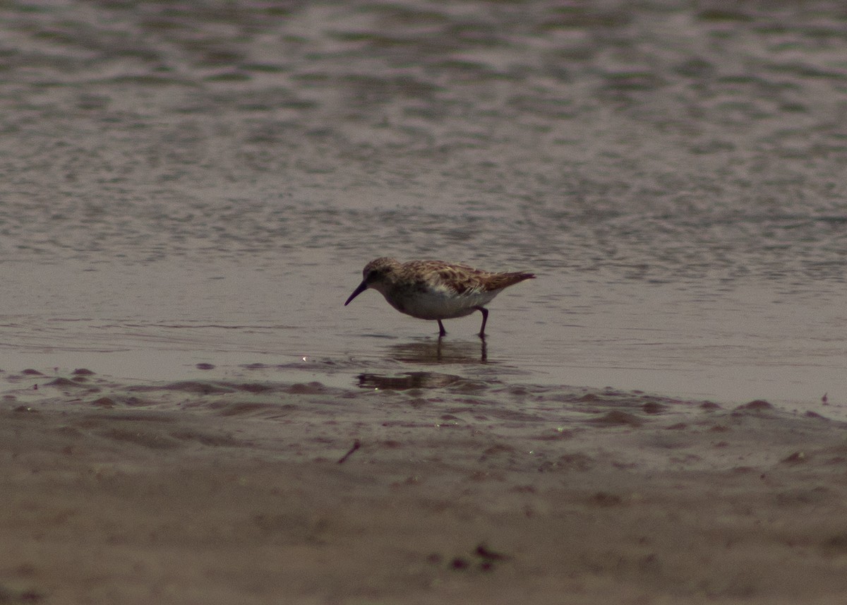 Western Sandpiper - ML624965060