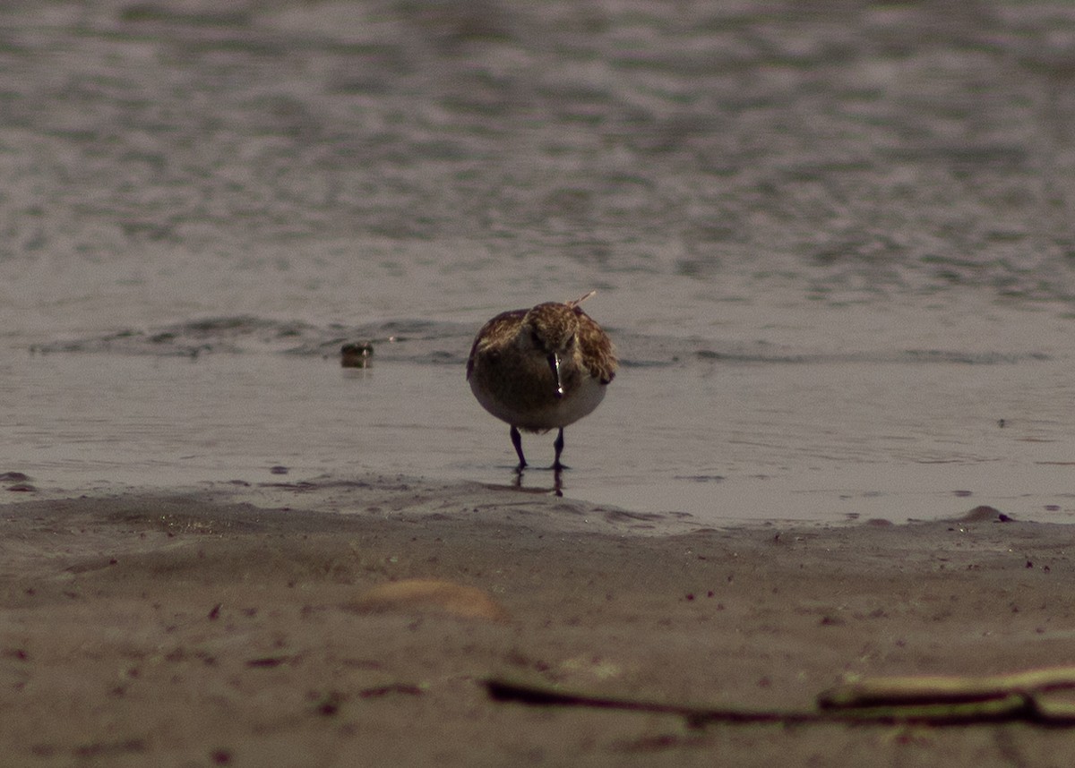 Western Sandpiper - ML624965061