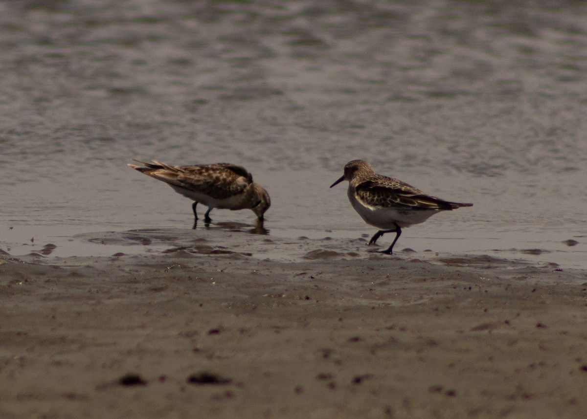 Western Sandpiper - ML624965062