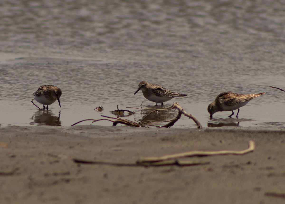 Western Sandpiper - ML624965063