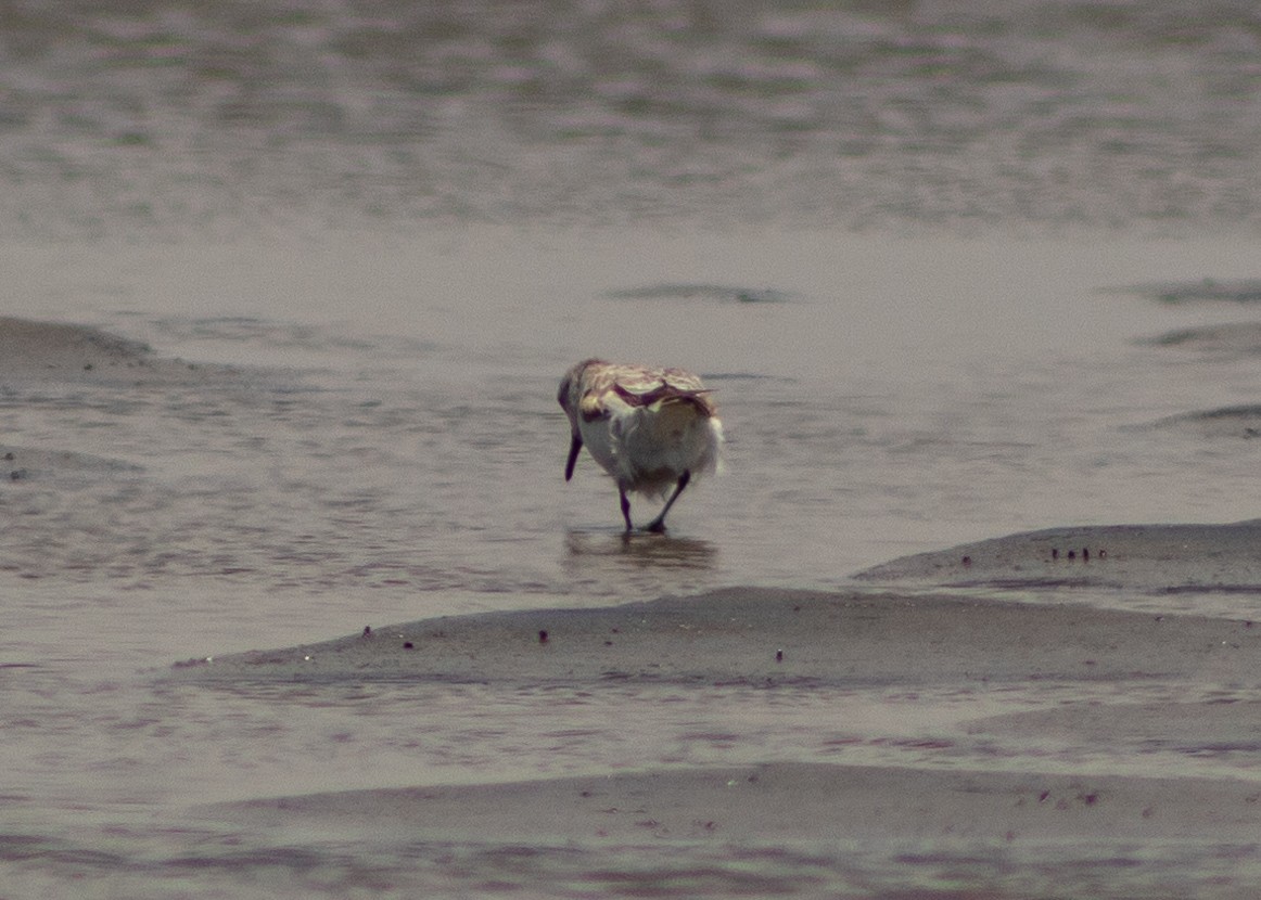 Sanderling - ML624965075