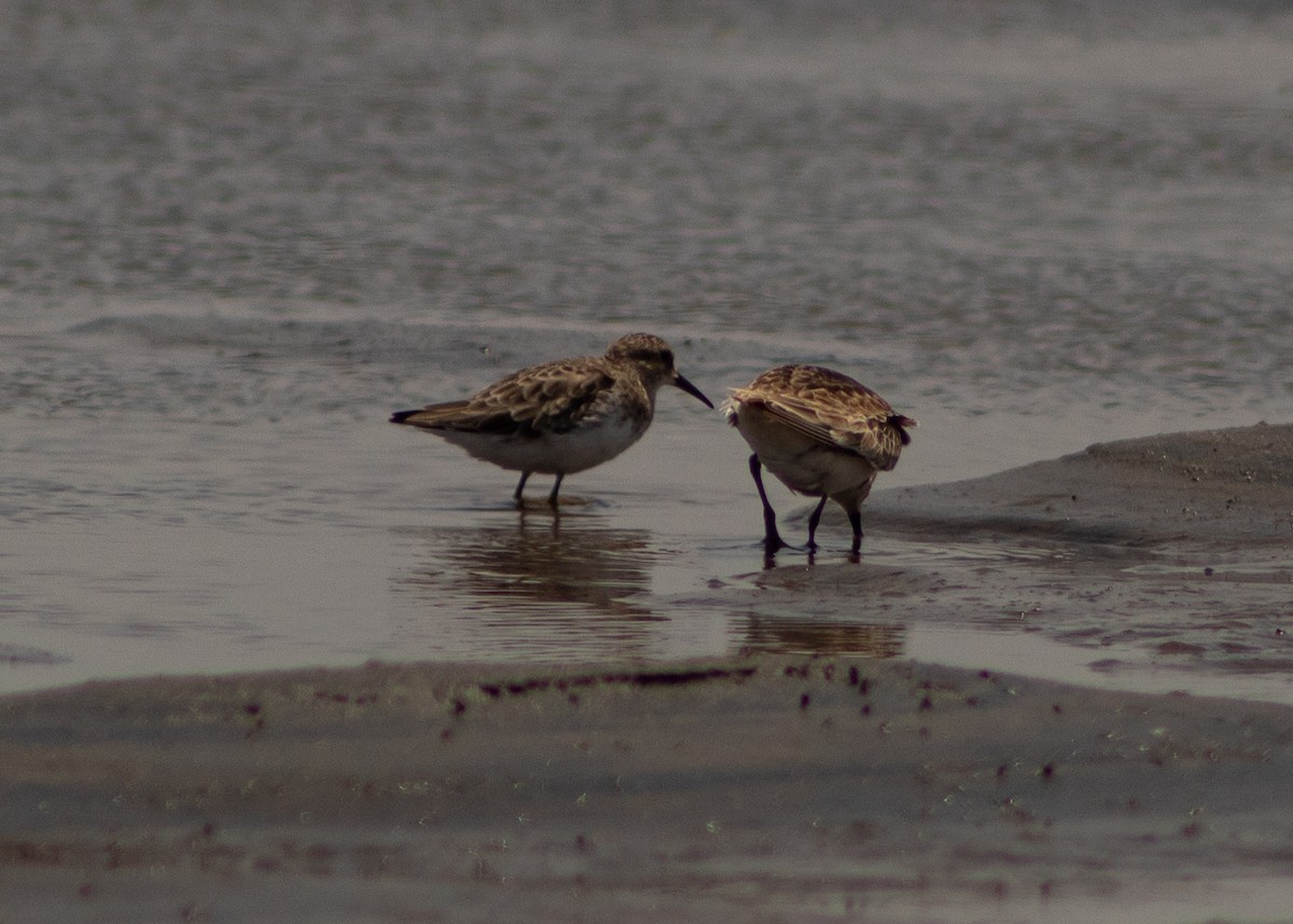 Western Sandpiper - ML624965079