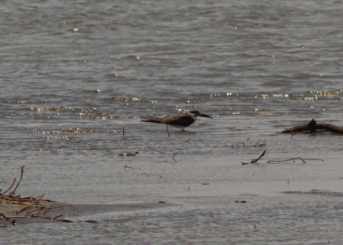 Black Skimmer - ML624965100
